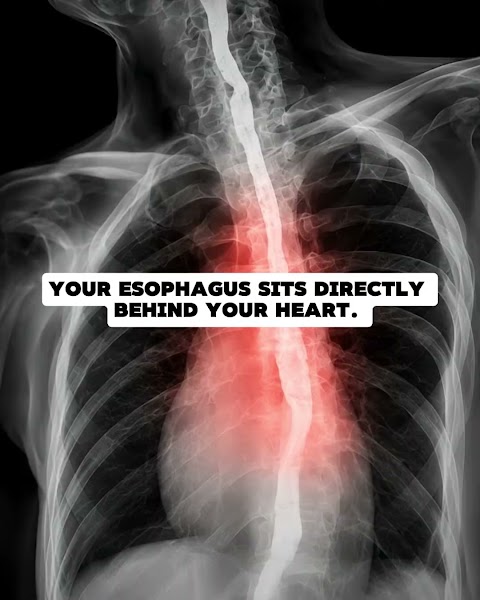 “Your esophagus sits behind your heart”