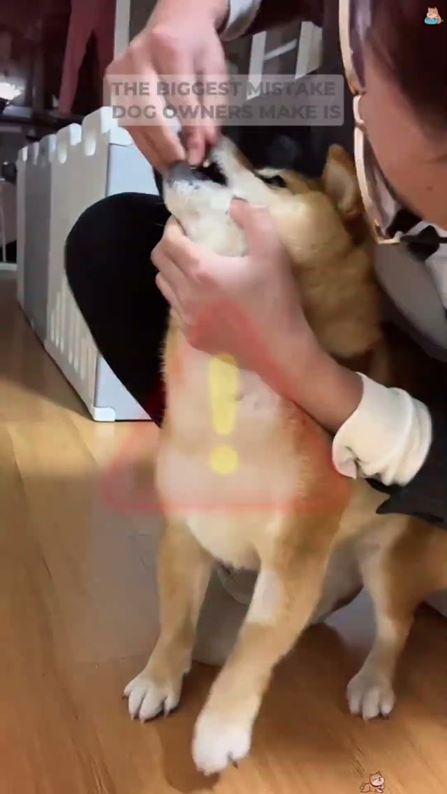 Pawprint VSL
